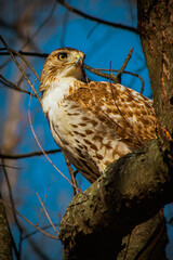 red-tailed hawk