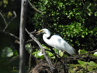 A hungry great egret with a fish in its beak. Wildwood Park, Dauphin County, Harrisburg, Pennsylvania. 