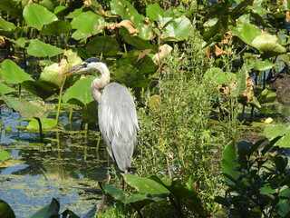 A great blue heron standing in the aquatic, wetland vegetation searching for prey. Wildwood Park, Dauphin County, Harrisburg, Pennsylvania.