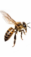Honey bee in midflight, focus on wings, close up, dynamic, Composite, Isolated on white background