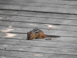 Eastern chipmunk living in Wildwood Park, Dauphin county, Harrisburg, Pennsylvania. 