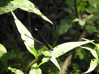 A female, ebony jewelwing damselfly perched on a green leaf, within the woodland forest of Wildwood...
