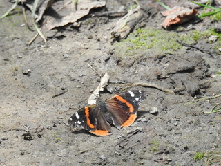 Red admiral butterfly spending a summer day within the wetlands of Wildwood Park, Dauphin County, Harrisburg. Pennsylvania.
