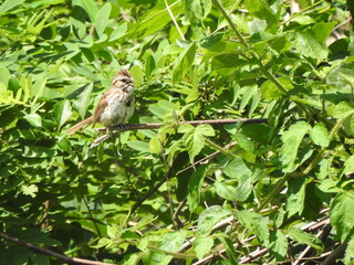 A song sparrow perched on a branch, singing a lovely tune. Wildwood Park, Dauphin County, Harrisburg, Pennsylvania.