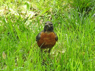 A hungry American robin with a caterpillar in its beak. Wildwood Park, Dauphin County, Harrisburg, Pennsylvania.