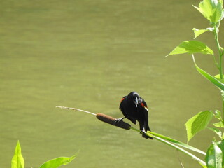 A male, red-winged blackbird, perched on a cattail over the wetland waters of Wildwood Park,...