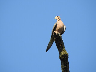 A mourning dove perched on a branch, under a blue sky. Wildwood Park, Dauphin County, Harrisburg, Pennsylvania. 