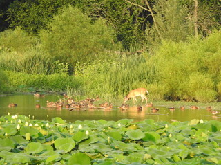 The natural beauty of the wetland landscape with a whitetail deer and ducks enjoying a warm summer day. Wildwood Park, Dauphin County, Harrisburg, Pennsylvania.