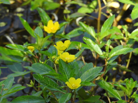 Floating primrose-willow,  ludwigia peploides, bloomed within the wetlands of Wildwood Park, Dauphin County, Harrisburg, Pennsylvania.