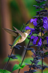 hummingbird feeding on a flower