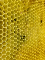 honeycomb close up