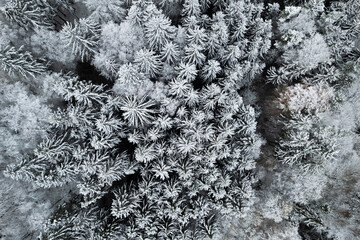 Schneebedeckte B&auml;ume von oben