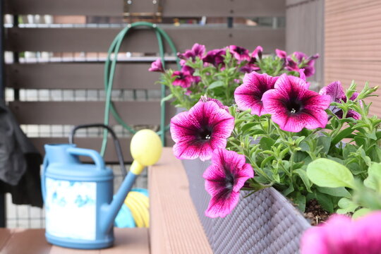 Bright ampel blooming flowers in long flowerpots on patio. Backyard and garden. 