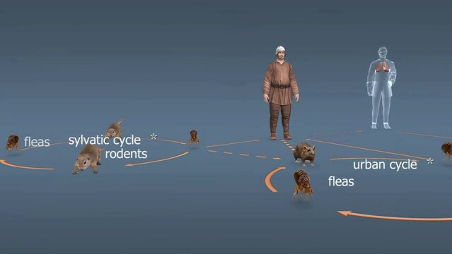 Chain of plague infection