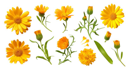 Set of calendula elements, including bright orange or yellow flowers, curly buds, and oblong leaves, popular in natural remedies and skincare,