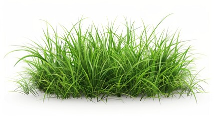 grass isolated on white