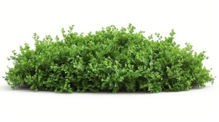 Fototapeta premium green bush isolated on white background