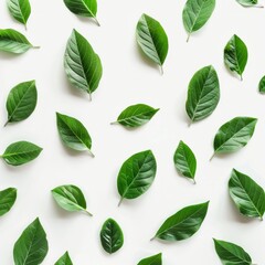 green fresh leaves isolated on white background. eco concept. top view. flat lay. Job ID: f0cdf7f8-5381-463c-9e91-5351cb252649