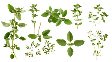 Obraz premium Set of sweet marjoram elements, including small tubular flowers, soft oval leaves, and fragrant stems, essential in Mediterranean cooking,