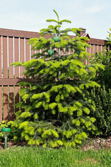 Nordmann green fir in the garden in summer.