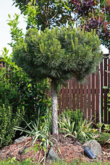 Nordmann green fir in the garden in summer.