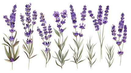 Obraz premium Set of lavender flowers, showcasing their iconic purple blooms used in perfumery and relaxation products