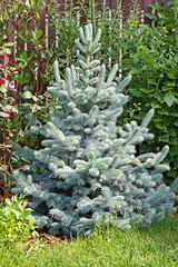 Silver fir Baby Blue in summer in the garden.