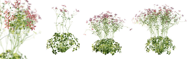 Set of Geranium Palmatum plant isolated on transparent background with selective focus close-up. 3D render.