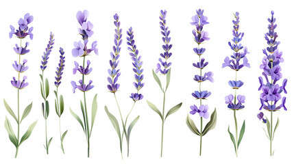 Set of lavender flowers, showcasing their iconic purple blooms used in perfumery and relaxation products