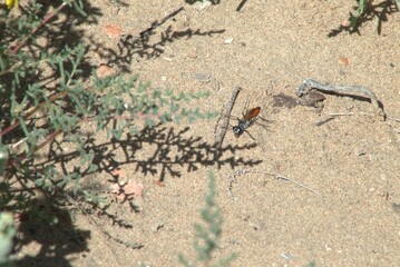 wasp rider on the sand
