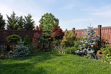 Garden corner with conifers and deciduous trees. Concolor Fir, Palm Maple, Baby Blue Fir.