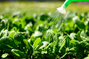 Watering of vegetable bed with lush green spinach leaves. Gardening concept
