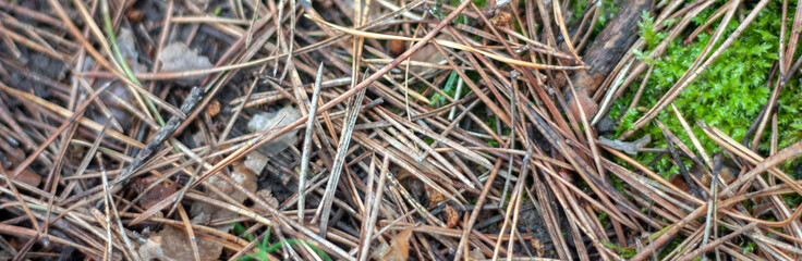Fallen pine needles lie on the ground. Dry pine needles and cone, top view. In autumn, needles, shikshas and old branches lie in the forest on the ground.