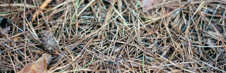Fallen pine needles lie on the ground. Dry pine needles and cone, top view. In autumn, needles, shikshas and old branches lie in the forest on the ground.