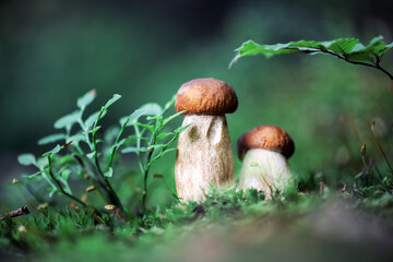 Porcini mushrooms in summer forest. Young King bolete in lush green moss