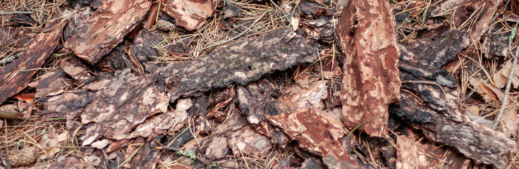 Debris of bark and dry needles lie in the forest under the trees. Fragments of pine bark fell to the ground. Top view, close-up.