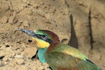 Bee eater.