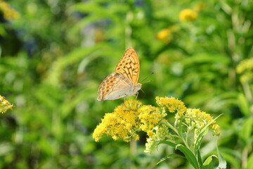 Big mother-of-pearl butterfly.