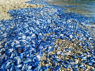Tas de vélelles échouées sur la plage au bord de mer comme des méduses.