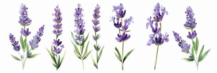 Watercolor Herbs and Flowers on White Background Generative AI