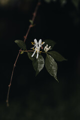 Spring flowering Honeysuckle with dark background