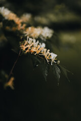 Spring flowering Honeysuckle with dark background