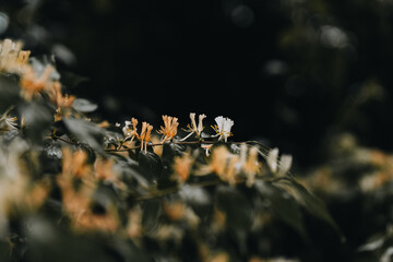 Spring flowering Honeysuckle with dark background