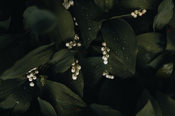 Top down shot of lily of the valley flowers