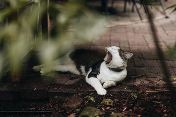 sleepy cat yawns while laying down on a patio with green leaves in the foreground. 