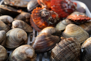 View of the seashells for cooking in the restaurant