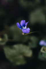 small purple flower with morning dew droplets. 