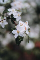 Spring Apple tree white flowers