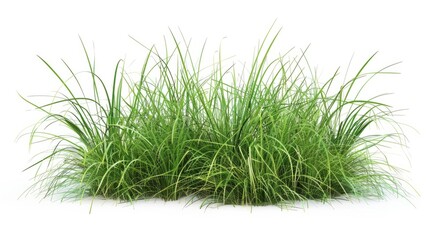 grass isolated on white