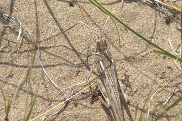 grasshopper in the grass on the sand